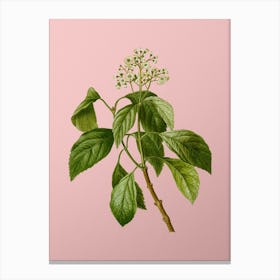 Vintage Climbing Hydrangea Botanical on Soft Pink n.0172 Canvas Print