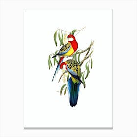 Vintage Rose Hill Parakeet Bird Illustration on Pure White n.0343 Canvas Print