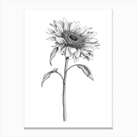 Sunflower Sketch In Black And White Ink Canvas Print