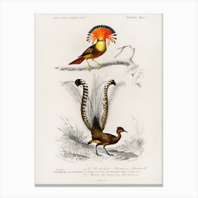 Different Types Of Birds, Charles Dessalines D'Orbigny 26 Canvas Print