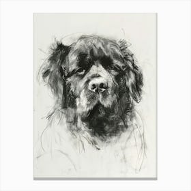 Newfoundland Dog Charcoal Line 3 Canvas Print