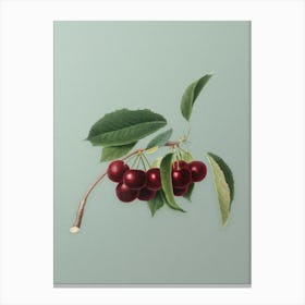 Vintage Cherry Botanical Art on Mint Green n.0949 Canvas Print