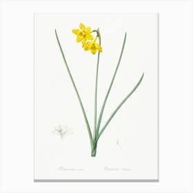 Narcissus Odorus Illustration, Pierre Joseph Redoute Canvas Print