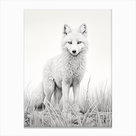 Arctic Fox In A Field Pencil Drawing 4 Canvas Print