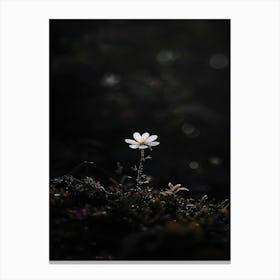 Daisy In The Dark Canvas Print