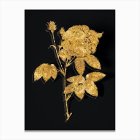 Vintage French Rose Botanical in Gold on Black n.0471 Canvas Print