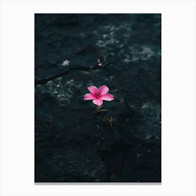 Flower On A Rock Canvas Print