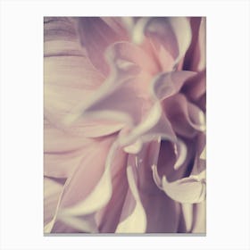 Pink Blossom Canvas Print