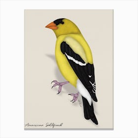 American Goldfinch Canvas Print