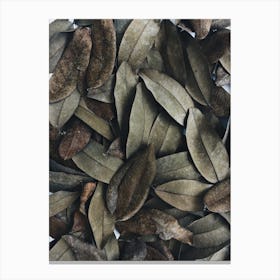 Dried Leaves Canvas Print