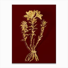 Vintage Lily of the Incas Botanical in Gold on Red n.0587 Canvas Print