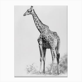 Giraffe In The Wild Pencil Drawing 1 Canvas Print