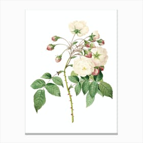 Vintage Adelia Aurelianensis Botanical Illustration on Pure White Canvas Print