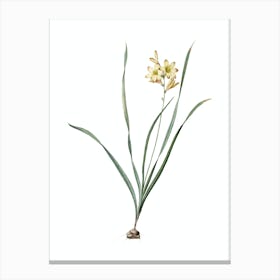 Vintage Gladiolus Lineatus Botanical Illustration on Pure White n.0317 Canvas Print