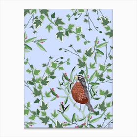 Robin In Evergreen Canvas Print