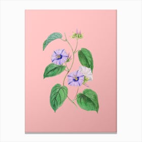 Vintage Hoary Jacquemontia Flower Botanical on Soft Pink Canvas Print