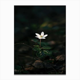 White Flower In The Forest Canvas Print