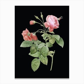 Vintage Pink Boursault Rose Botanical Illustration on Solid Black n.0199 Canvas Print