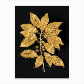 Vintage Redbay Botanical in Gold on Black n.0556 Canvas Print