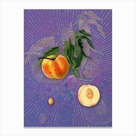 Vintage Peach Botanical Illustration on Veri Peri n.0179 Canvas Print