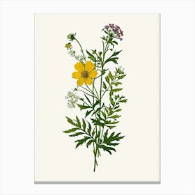 Vintage Botanical Galleria Style Wildflower Painting 1 Canvas Print