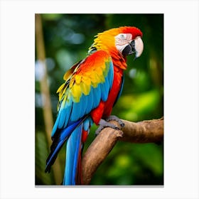 Tropical Elegance: Colorful Macaw Wall Poster Canvas Print