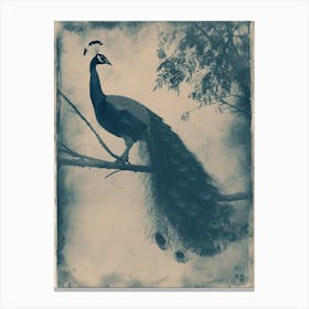 Vintage Blue Tones Peacock Photograph Inspired 4 Canvas Print