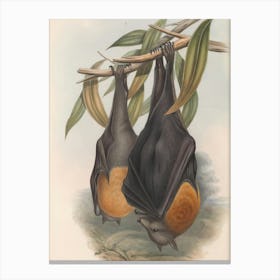 Vintage Two Bats Hanging From A Branch Canvas Print