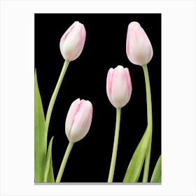 Pink Tulips On Black Background Canvas Print