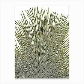 Acropora Abrotanoides Linocut Canvas Print