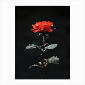 Single Red Rose 7 Canvas Print