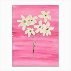 White Flowers On Pink Canvas Print