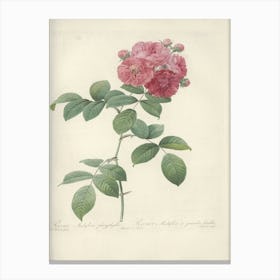 Rose Illustration, Pierre Joseph Redoute (3) 1 Canvas Print