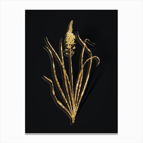 Vintage Wild Asparagus Botanical in Gold on Black n.0530 Canvas Print