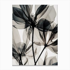 Black White Photograph Flowers 1 Canvas Print
