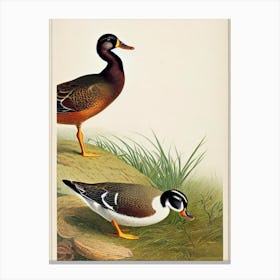Duck James Audubon Vintage Style Bird Canvas Print