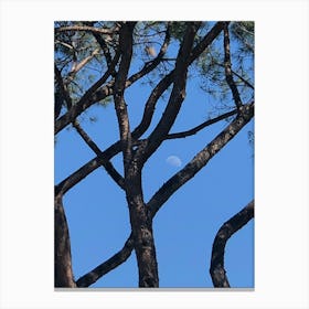 Moon In The Trees Canvas Print