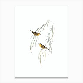 Vintage Yellow Zosterops Bird Illustration on Pure White n.0002 Canvas Print