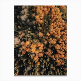 Aerial Autumn Tree Tops Canvas Print