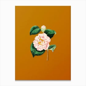 Vintage Gray's Invincible Camellia Flower Botanical on Sunset Orange n.0657 Canvas Print