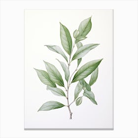 Bay Leaves Vintage Botanical Herbs 2 Canvas Print