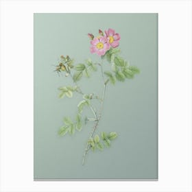 Vintage Pink Sweetbriar Roses Botanical Art on Mint Green n.0017 Canvas Print