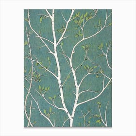 Quaking 3 Aspen Seedlings tree Vintage Botanical Canvas Print