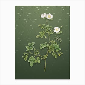 Vintage White Sweetbriar Rose Botanical on Lunar Green Pattern n.1559 Canvas Print