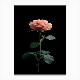 Pink Rose On Black Background 54 Canvas Print