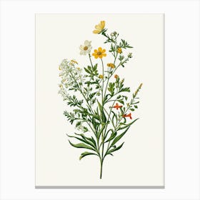 Vintage Botanical Galleria Style Wildflower Painting 4 Canvas Print