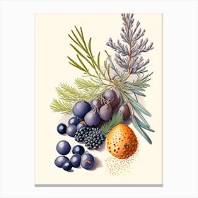 Juniper Berries Spices And Herbs Retro Drawing 1 Canvas Print
