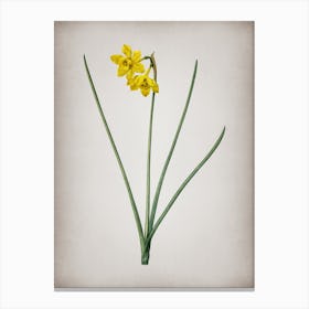Vintage Narcissus Odorus Botanical on Parchment n.0109 Canvas Print