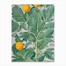 Ugli Fruit 2 Vintage Botanical Fruit Canvas Print