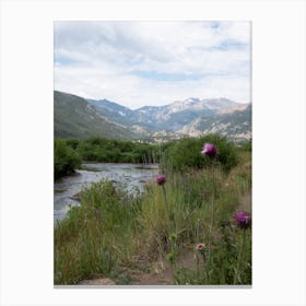 Thistle Canvas Print